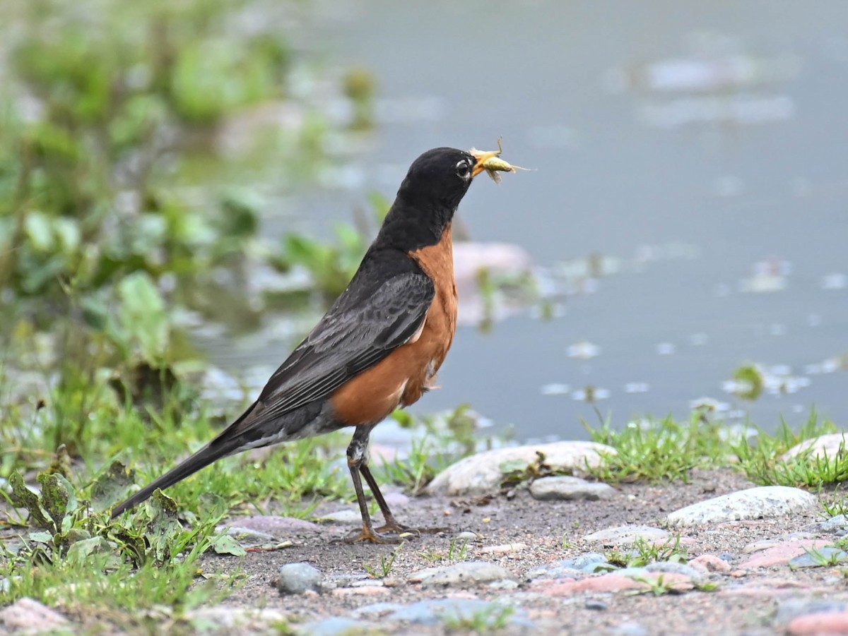 American Robin - ML639627252