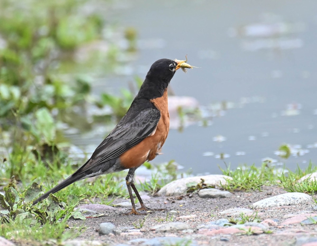 American Robin - ML639627253
