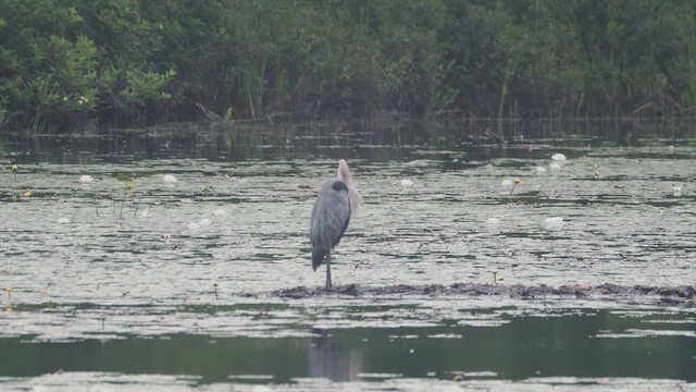 Great Blue Heron (Great Blue) - ML639627281
