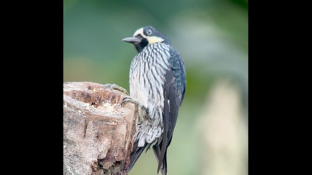 Acorn Woodpecker - ML639627312