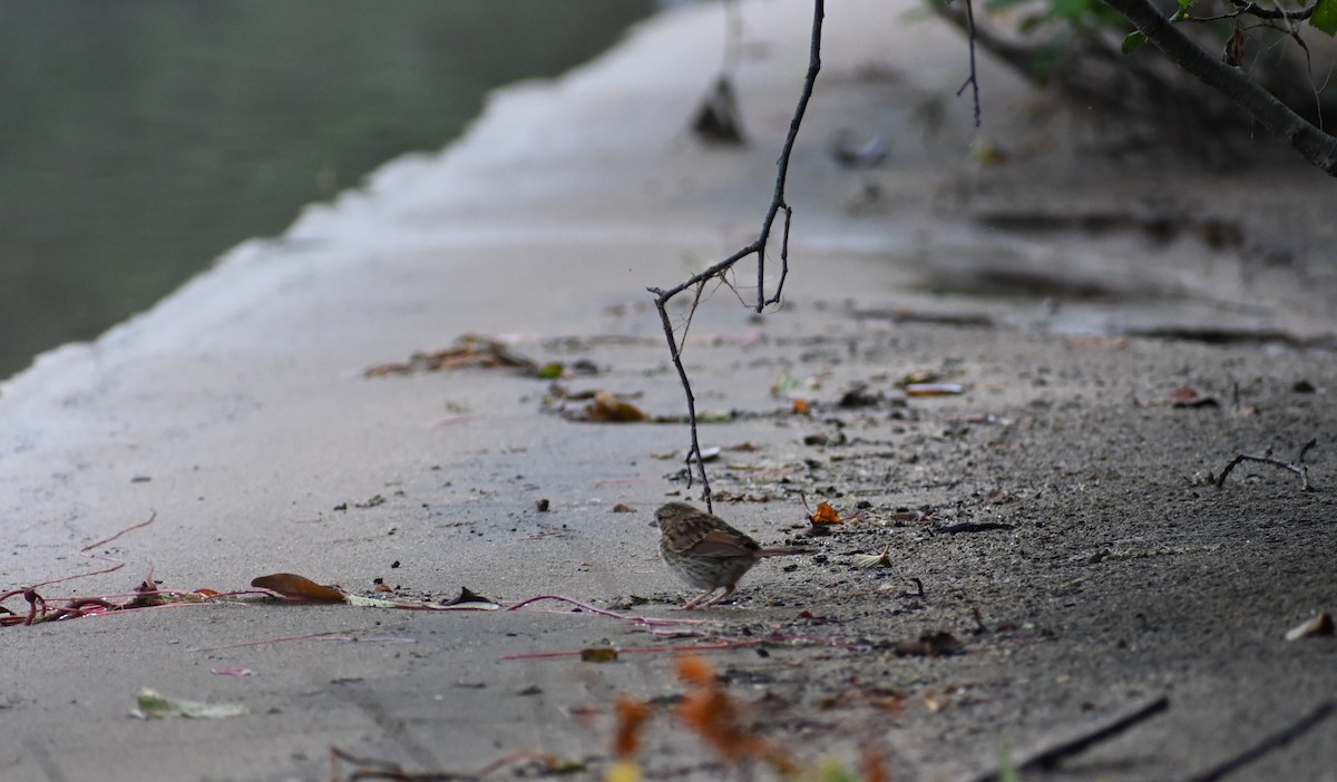 Song Sparrow - ML639627313