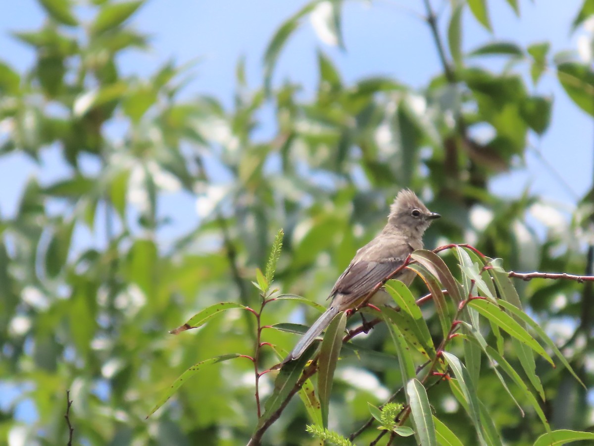 Gray Silky-flycatcher - ML639627323