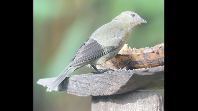 Palm Tanager - ML639627378