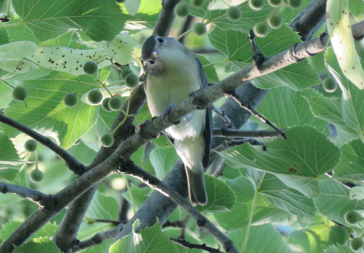 Warbling Vireo - ML639627392