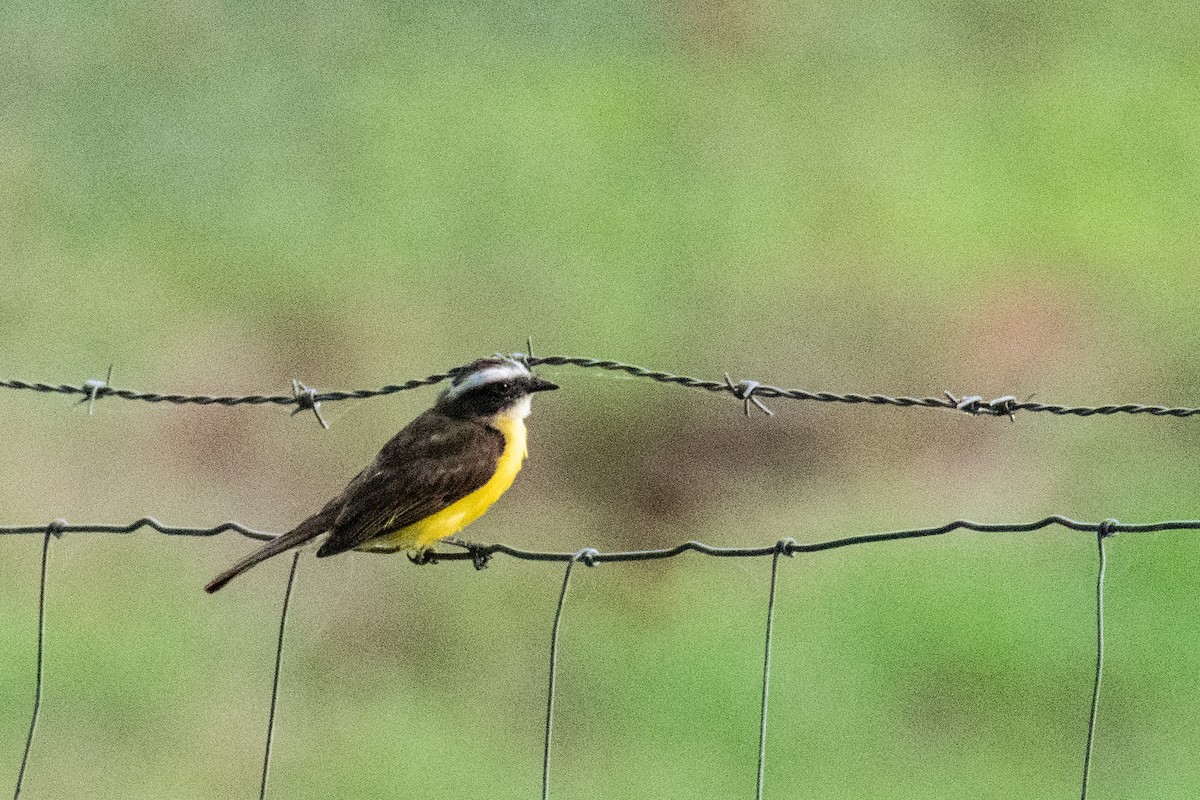 Social Flycatcher - ML639627420