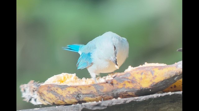 Blue-gray Tanager - ML639627440
