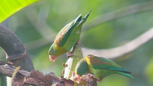Orange-chinned Parakeet - ML639627520