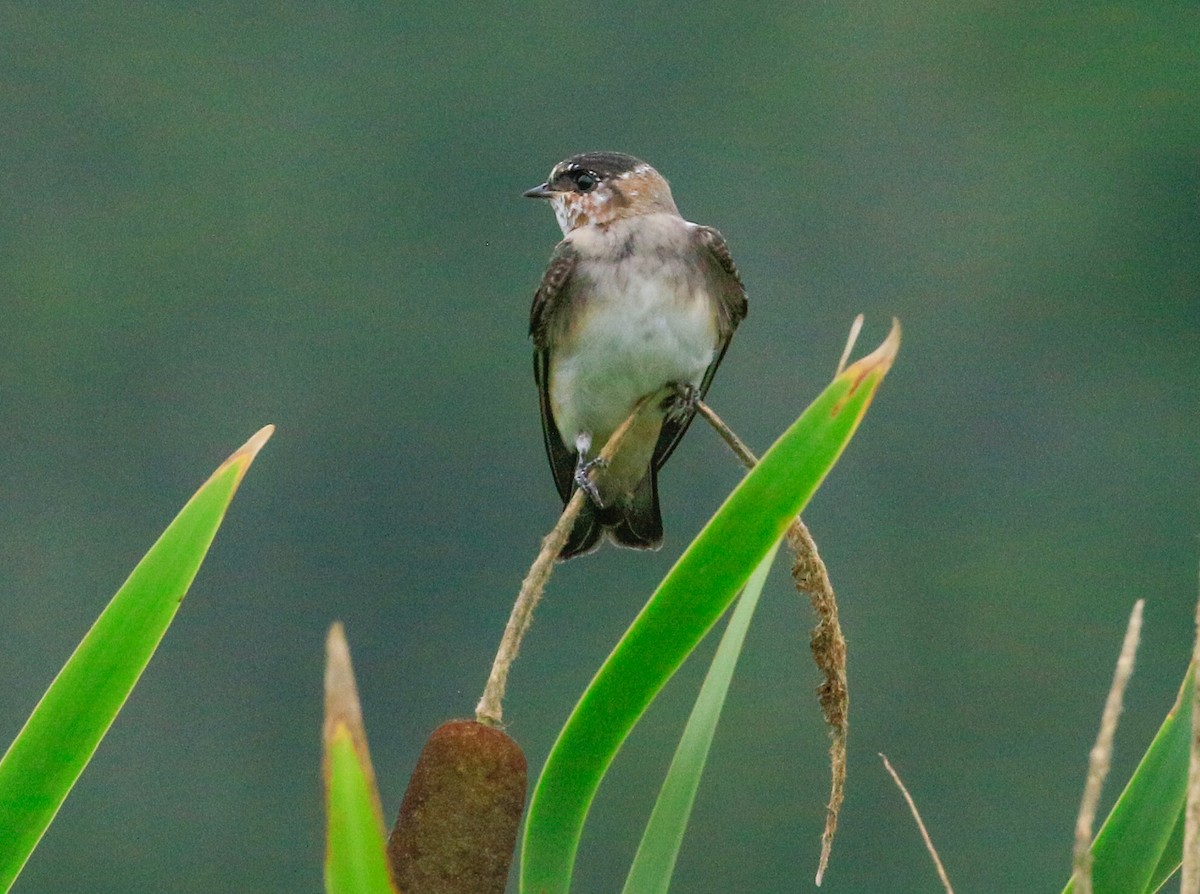 Cliff Swallow - ML639627542