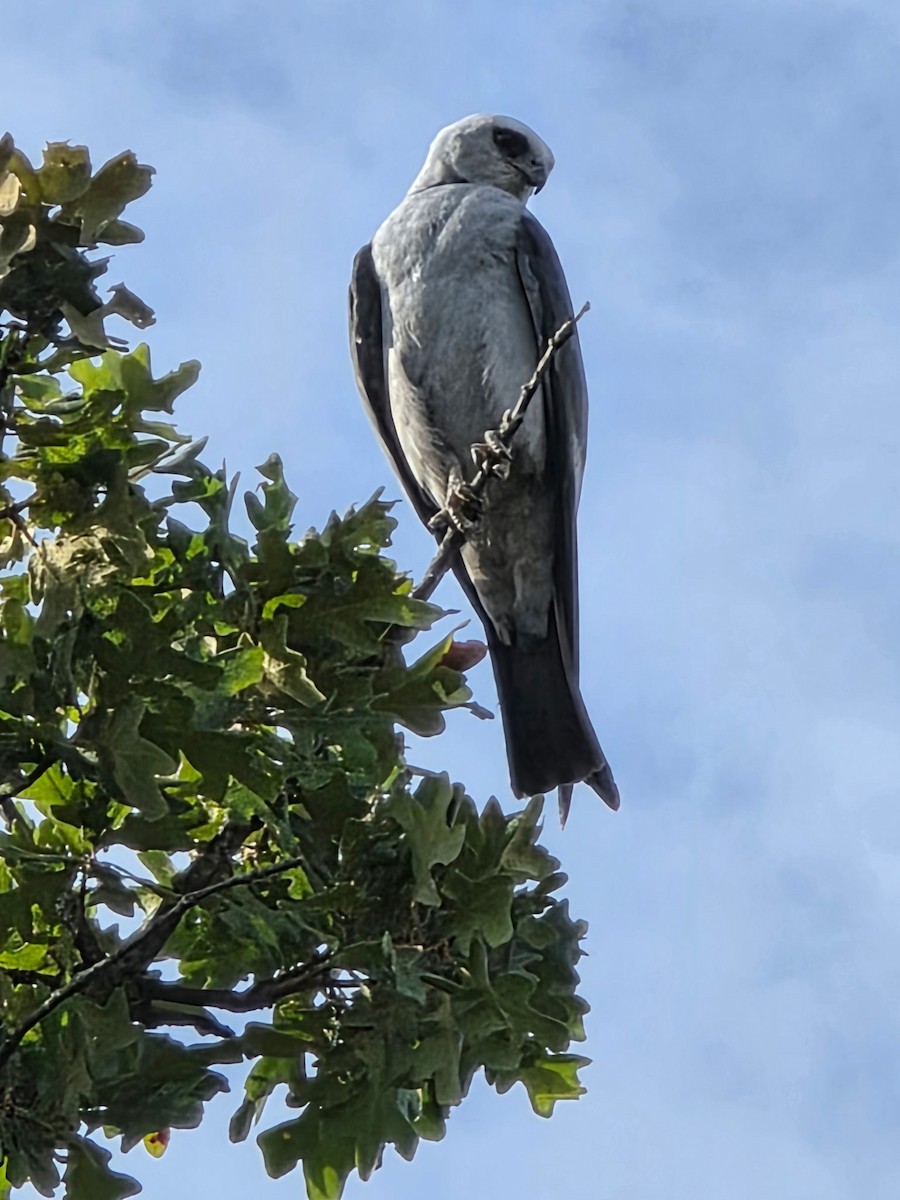 Mississippi Kite - ML639627604
