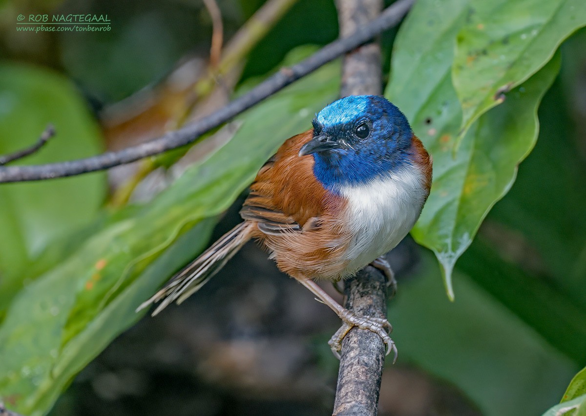 Emperor Fairywren - ML639627702