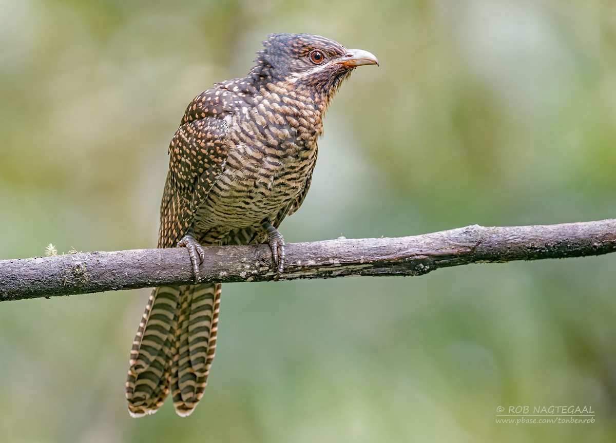 Pacific Koel (Oriental) - Rob Nagtegaal
