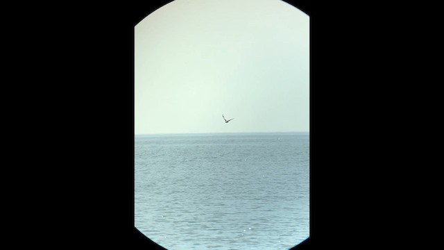 Хилэн хараалай - ML639627799