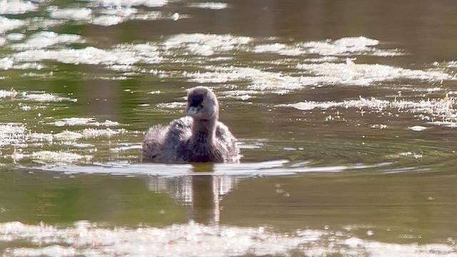 Least Grebe - ML639627826