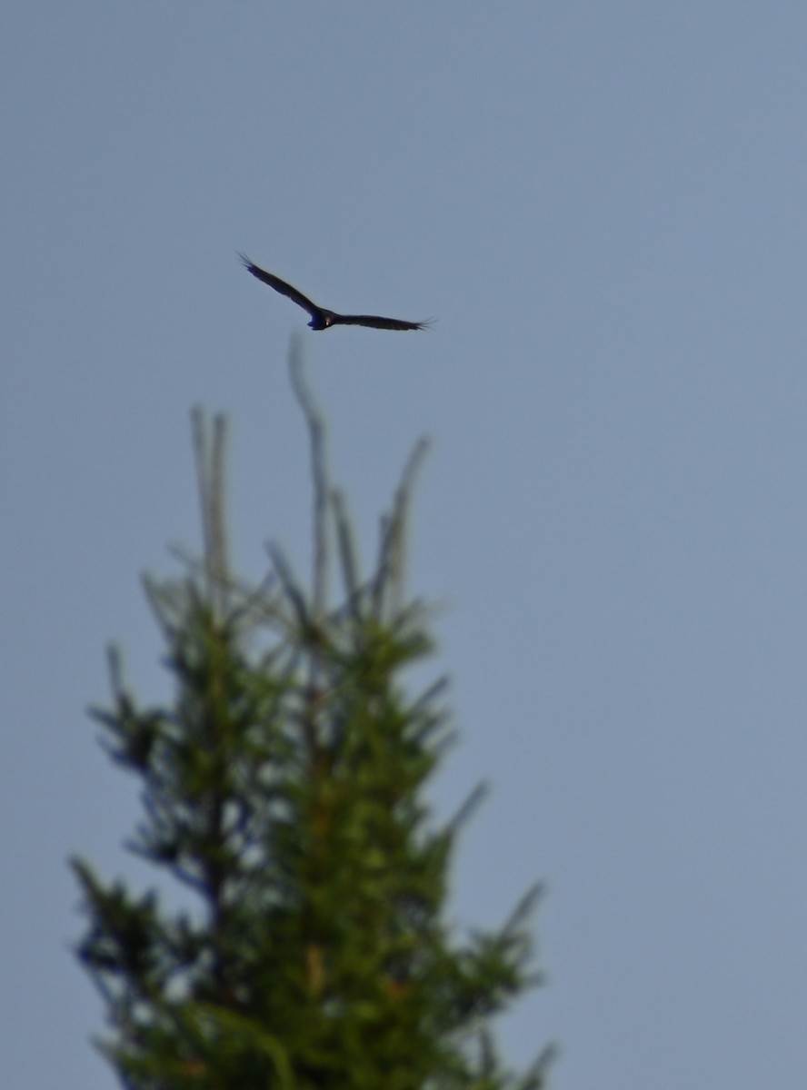 Turkey Vulture - ML639627874