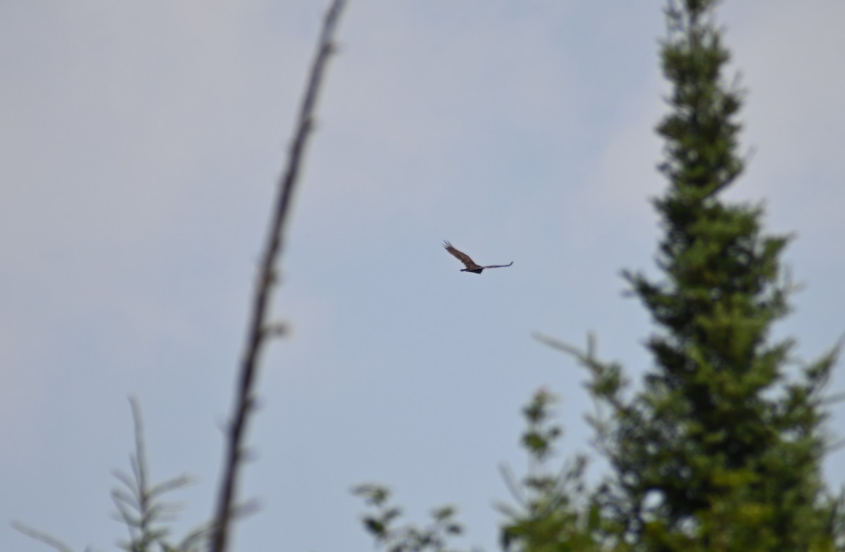 Turkey Vulture - ML639627880