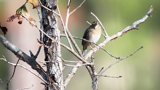 Bachman's Sparrow - ML639627942