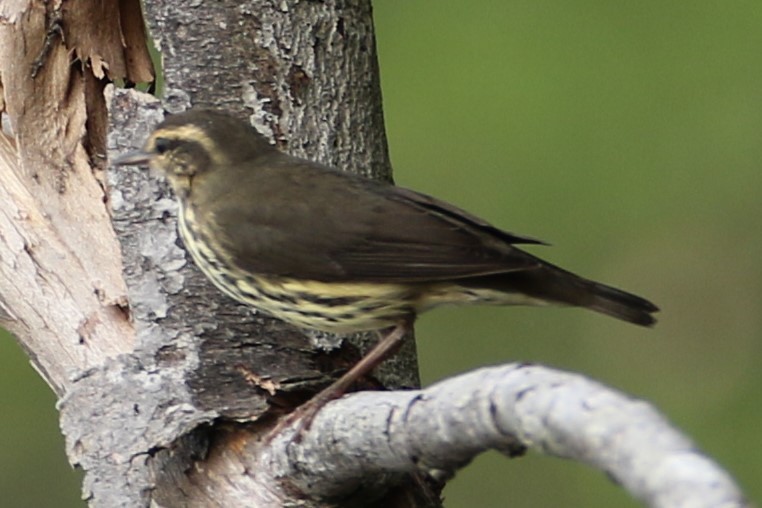 Northern Waterthrush - ML639627963
