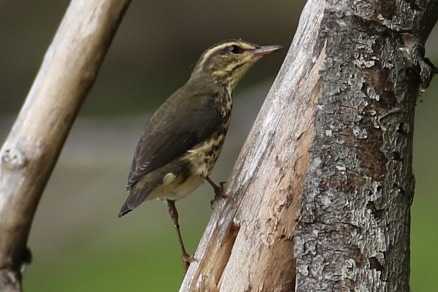 Northern Waterthrush - ML639627966