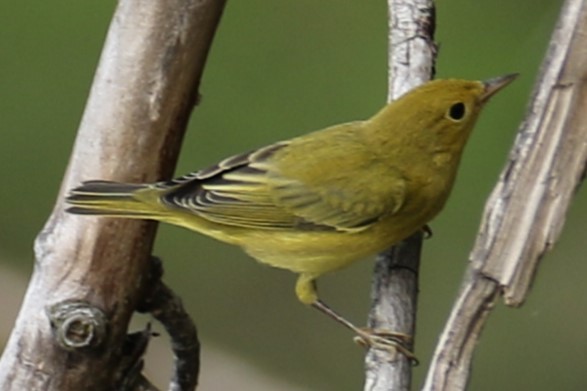 Yellow Warbler - ML639627969