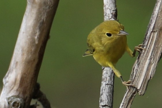 Yellow Warbler - ML639627975