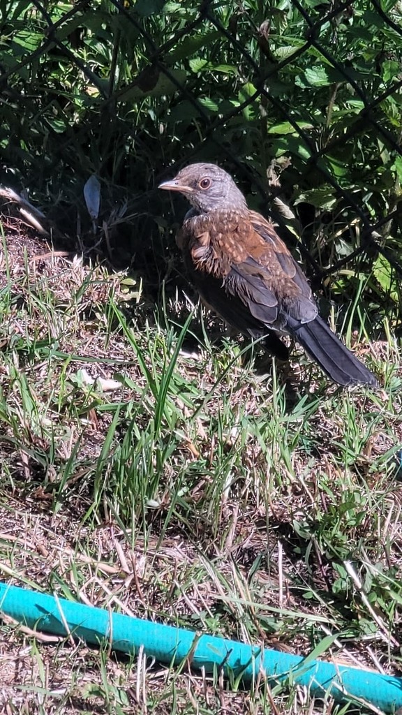 Rufous-backed Robin - ML639628139