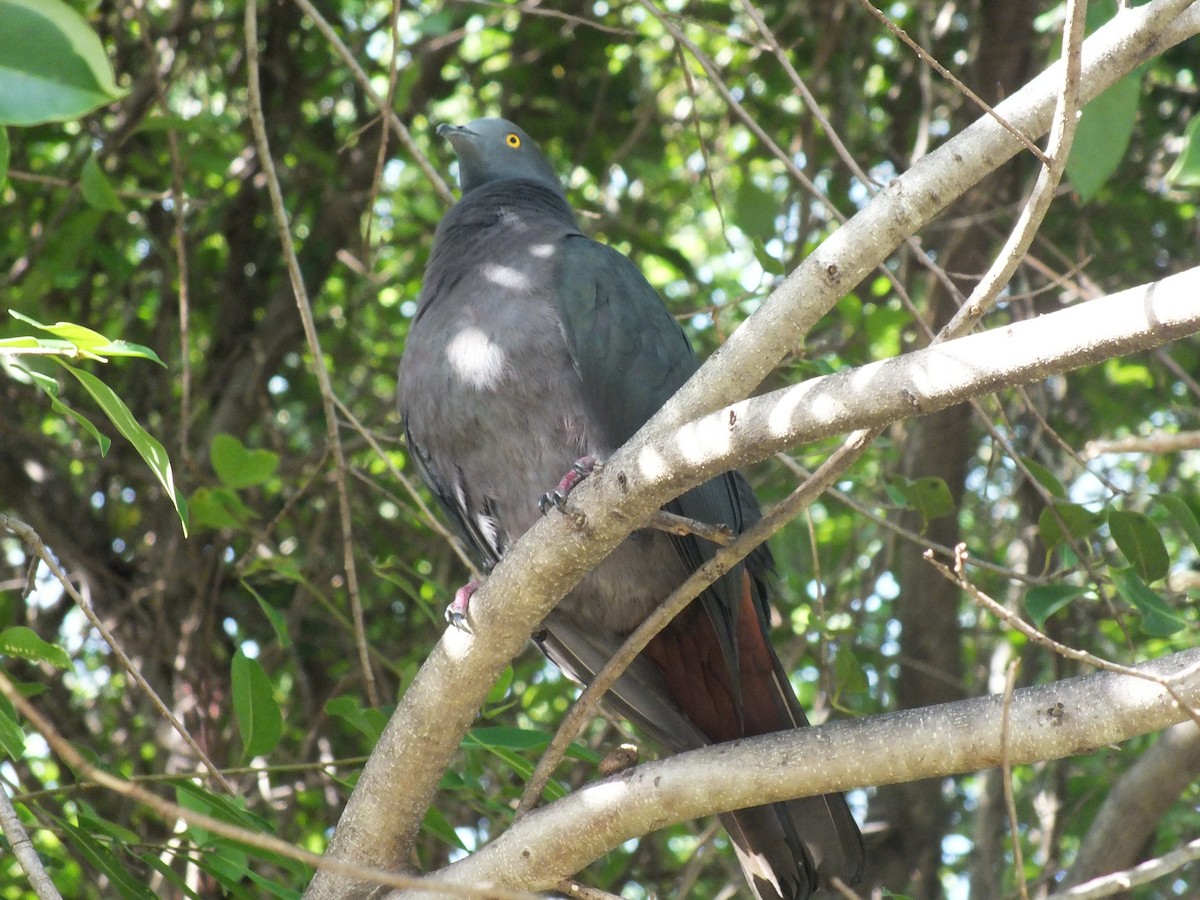 Christmas Island Imperial-Pigeon - ML639628148