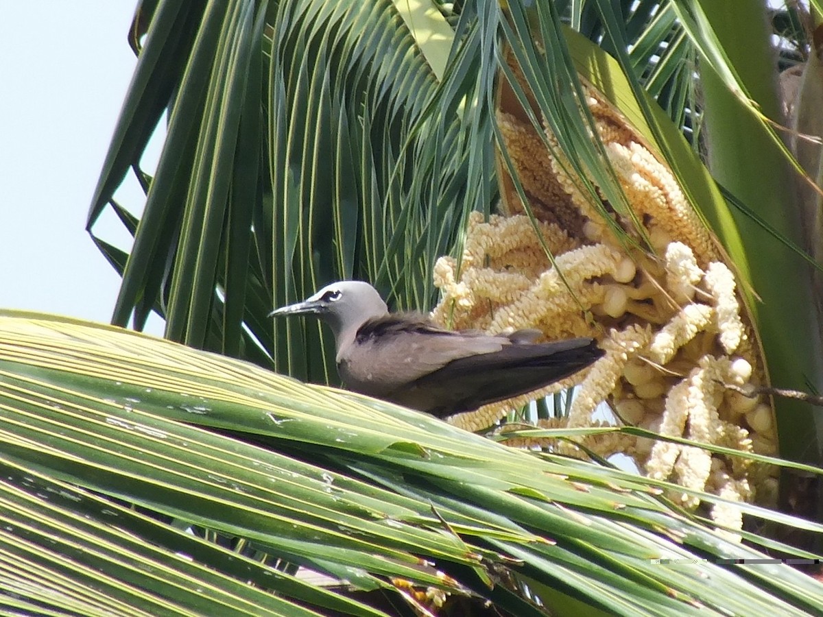 Brown Noddy - ML639628152