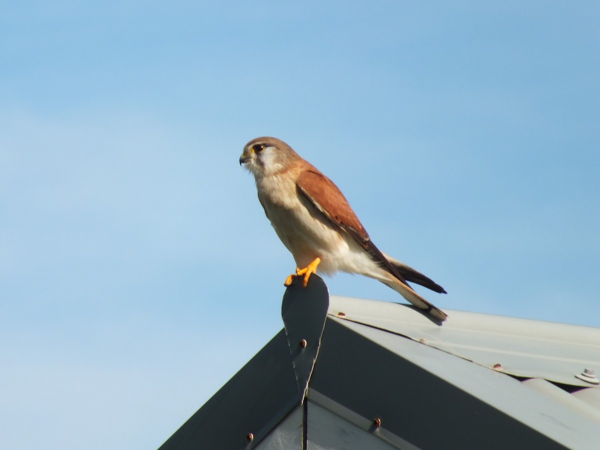Nankeen Kestrel - ML639628155