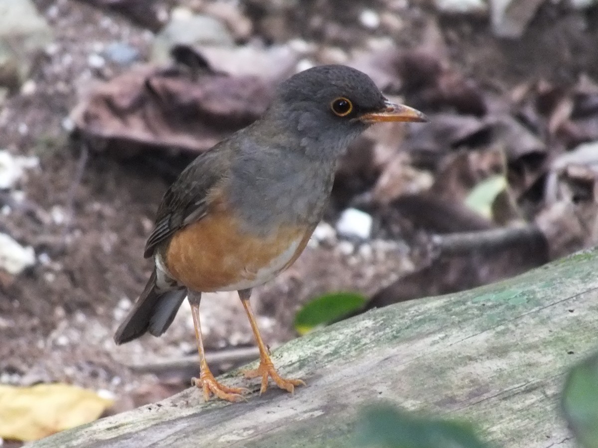 Christmas Island-Thrush - ML639628168