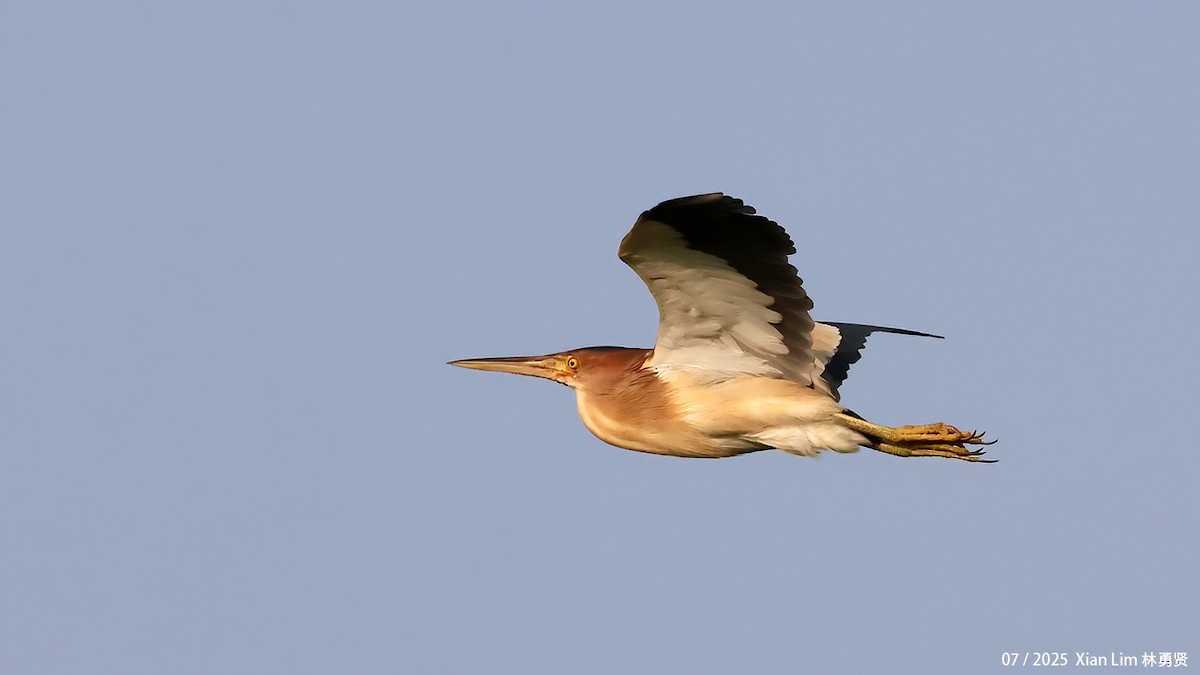 Yellow Bittern - ML639628192