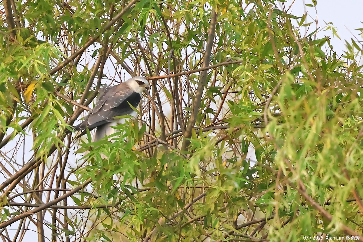 Black-winged Kite - ML639628200