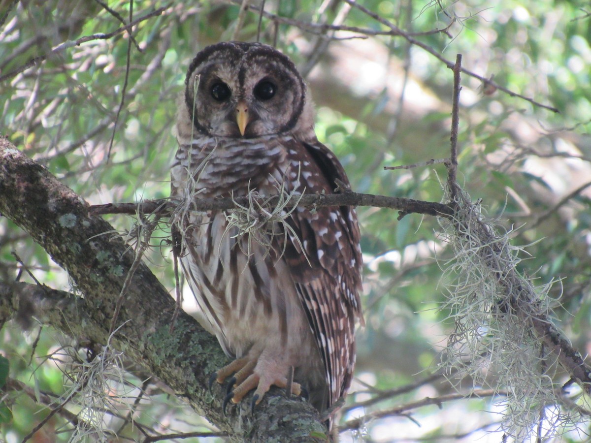 Barred Owl - ML639628201