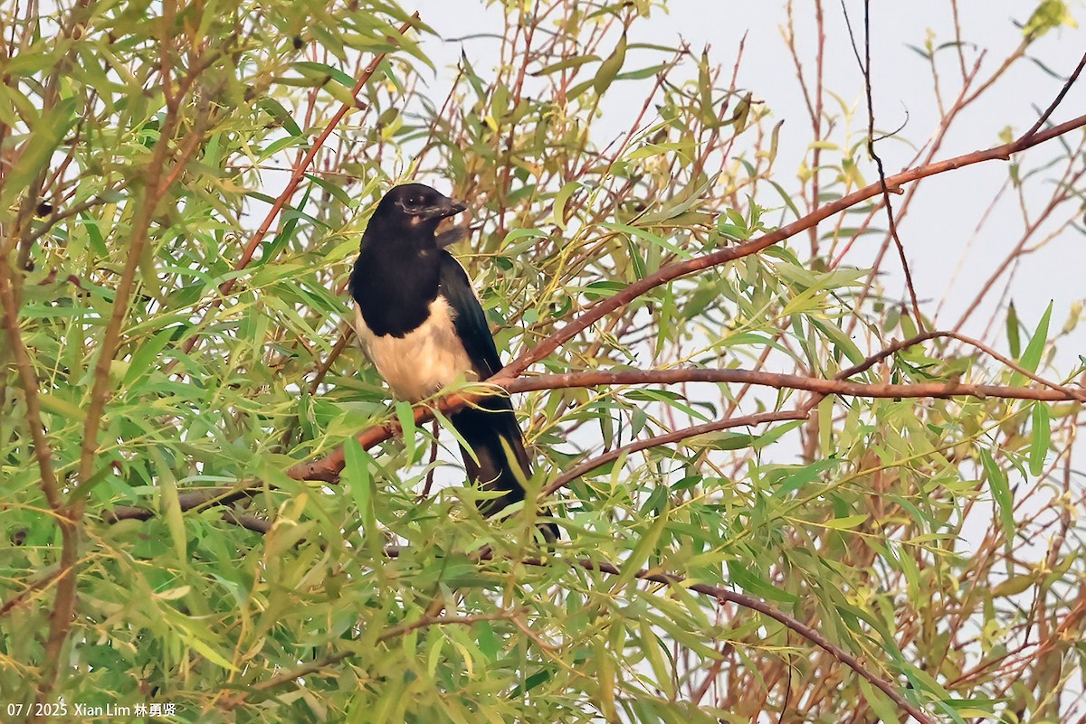 Oriental Magpie - ML639628205
