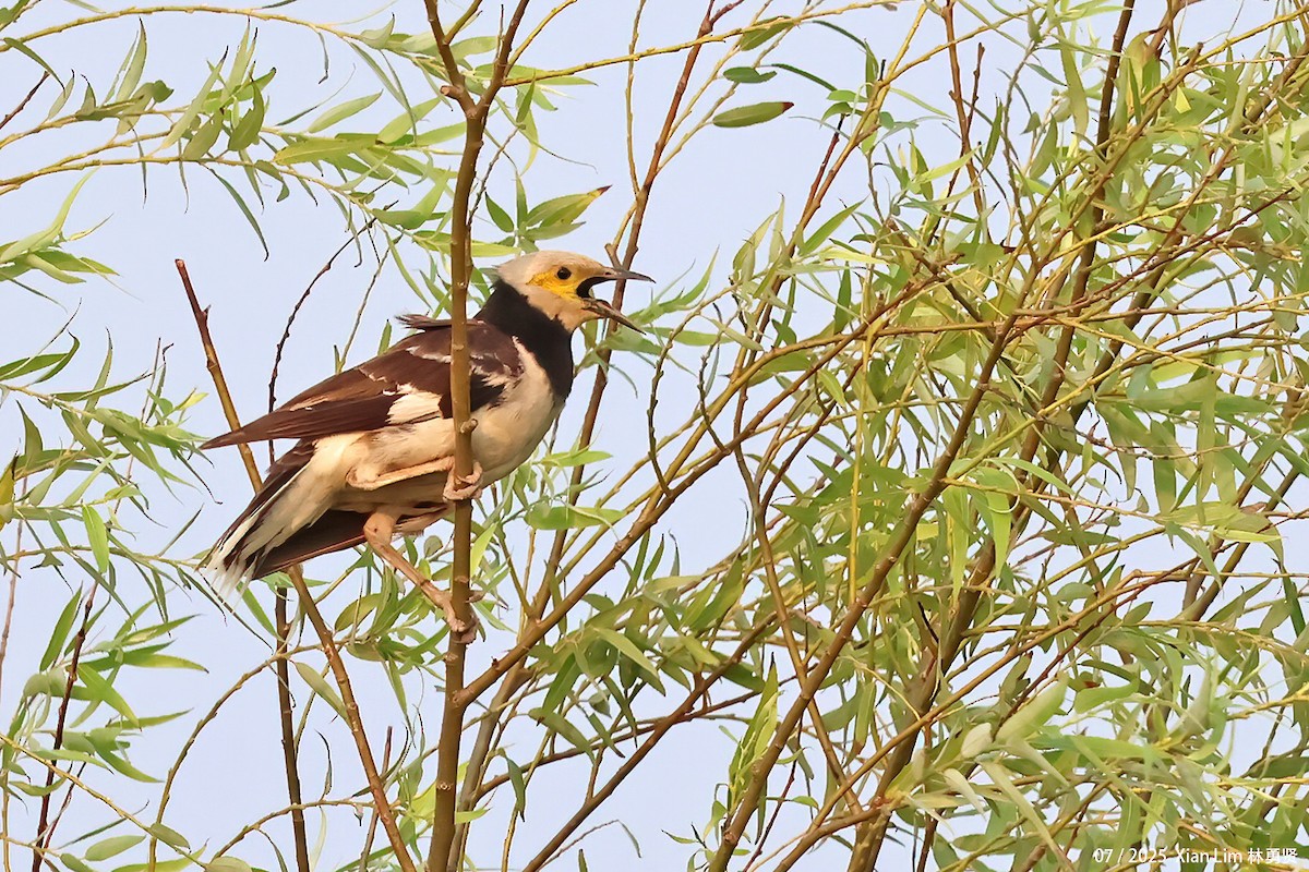 Black-collared Starling - ML639628210