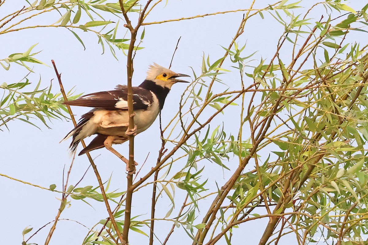 Black-collared Starling - ML639628211