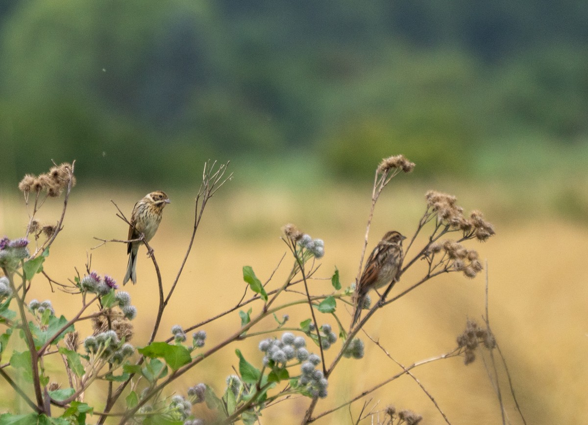 Reed Bunting - ML639628212