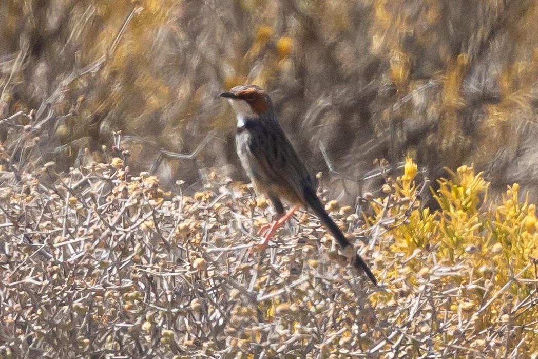 Rufous-eared Warbler - ML639628298