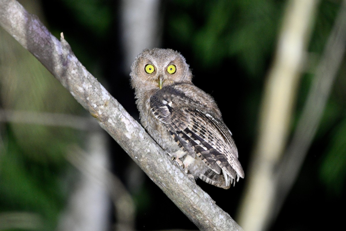 Middle American Screech-Owl - ML639628346