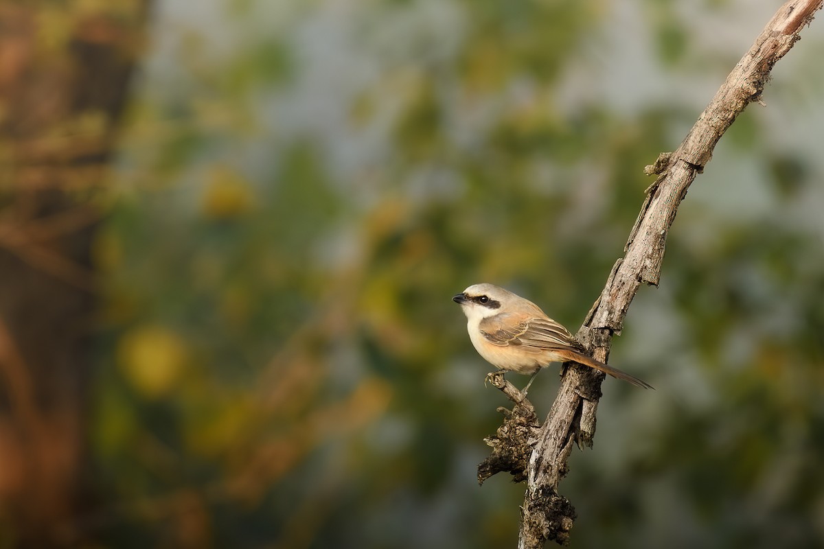 Brown Shrike - ML639628363