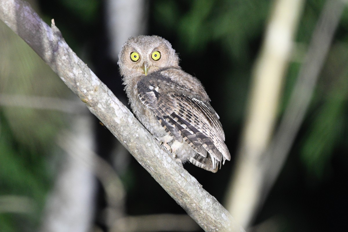Middle American Screech-Owl - ML639628365
