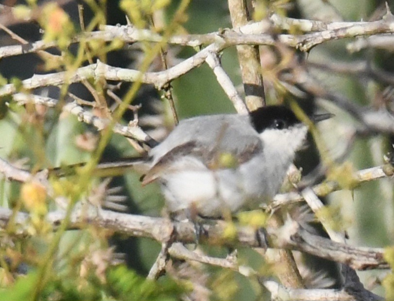 Yucatan Gnatcatcher - ML639628410