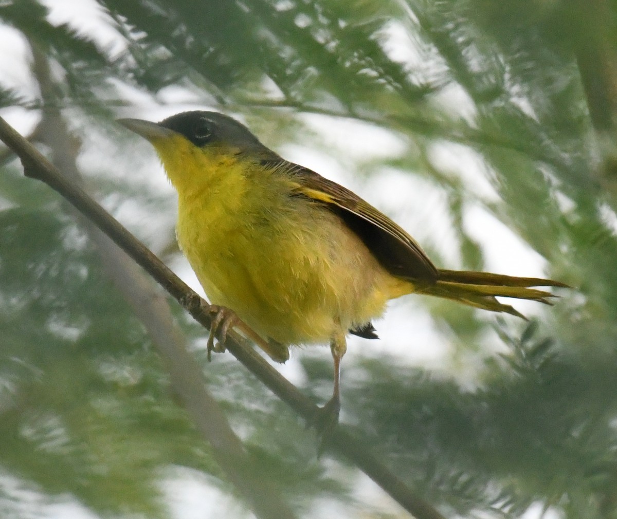 Gray-crowned Yellowthroat - ML639628421