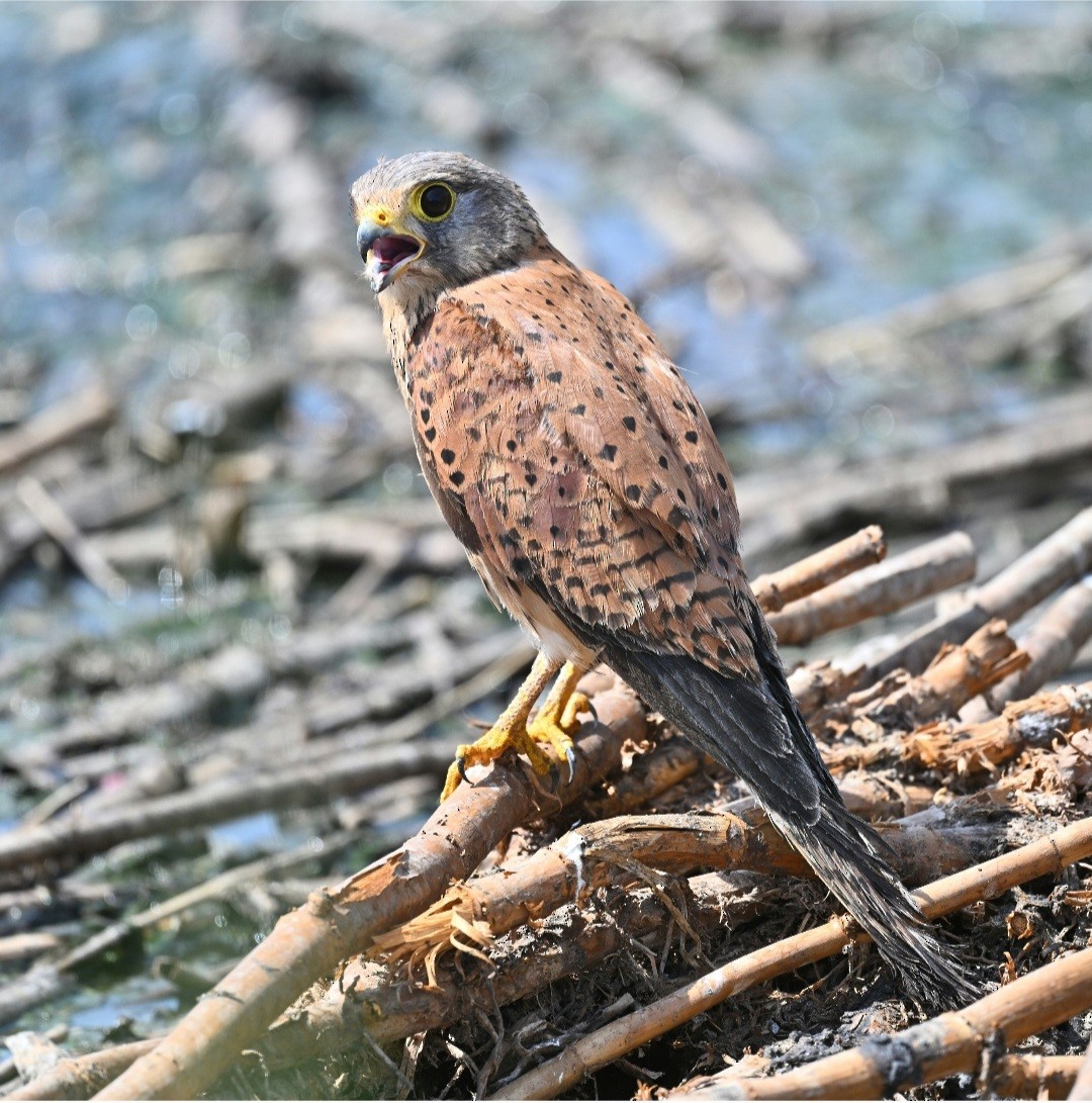 Eurasian Kestrel - ML639628478