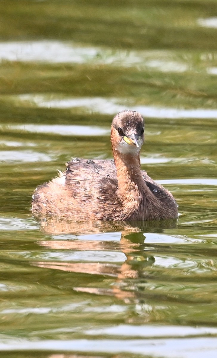 Little Grebe - ML639628483