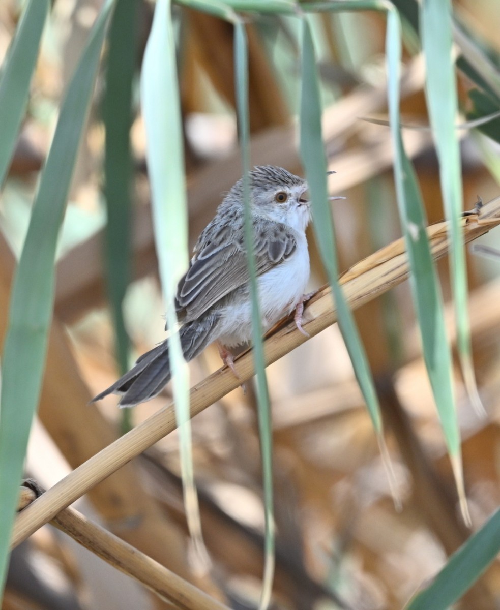 Delicate Prinia - ML639628487