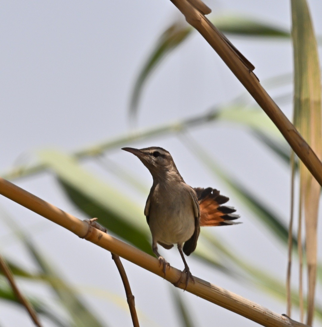 Rufous-tailed Scrub-Robin - ML639628535