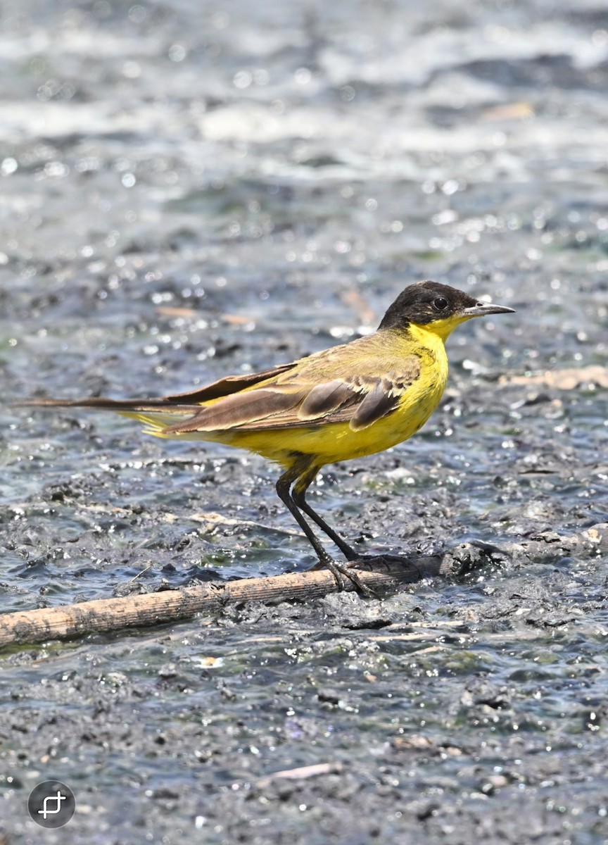 Western Yellow Wagtail - ML639628543