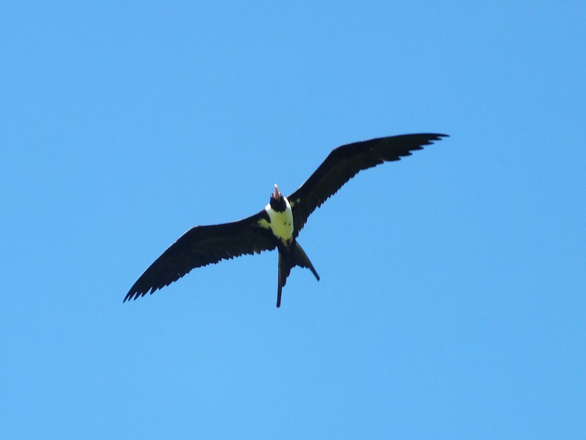 Christmas Island Frigatebird - ML639628555