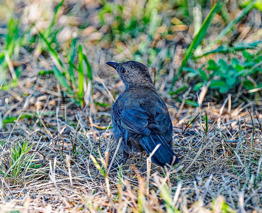 Gray Catbird - ML639628573