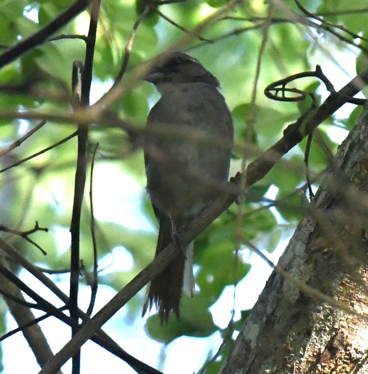 Green-backed Sparrow - ML639628578